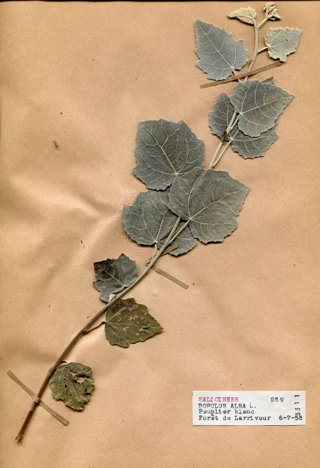 Populus alba/Planche DP1456 récoltée le 21372 près de Lusigny-sur-Barse (lieu-dit : Forêt de Larrivour)