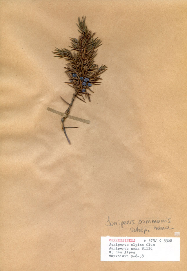 Juniperus alpina/Planche DP1469 récoltée le 21406 près de Lac de Mauvoisin