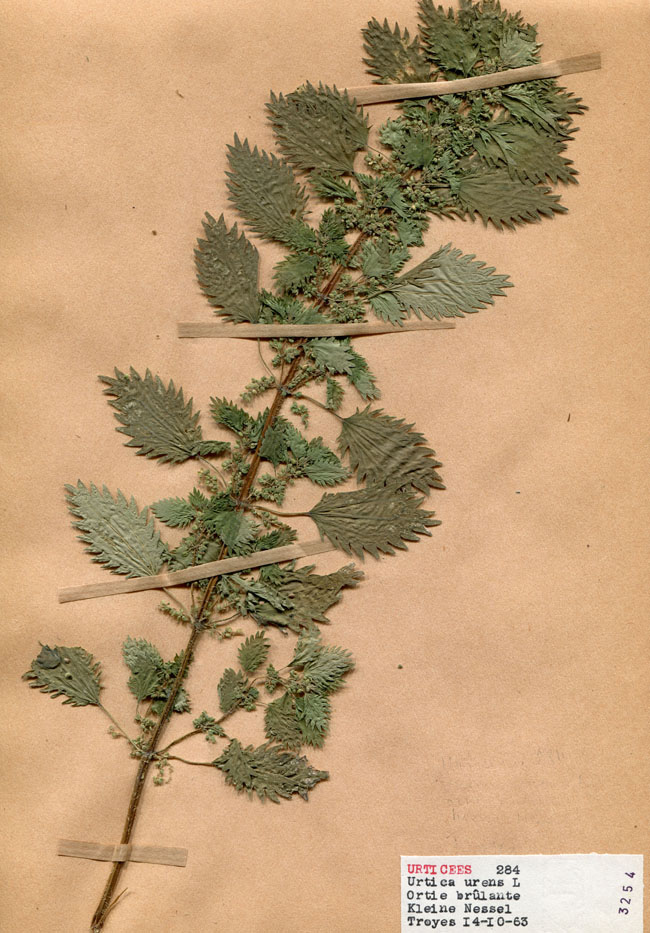 Urtica urens/Planche DP1489 récoltée le 23298 près de Troyes