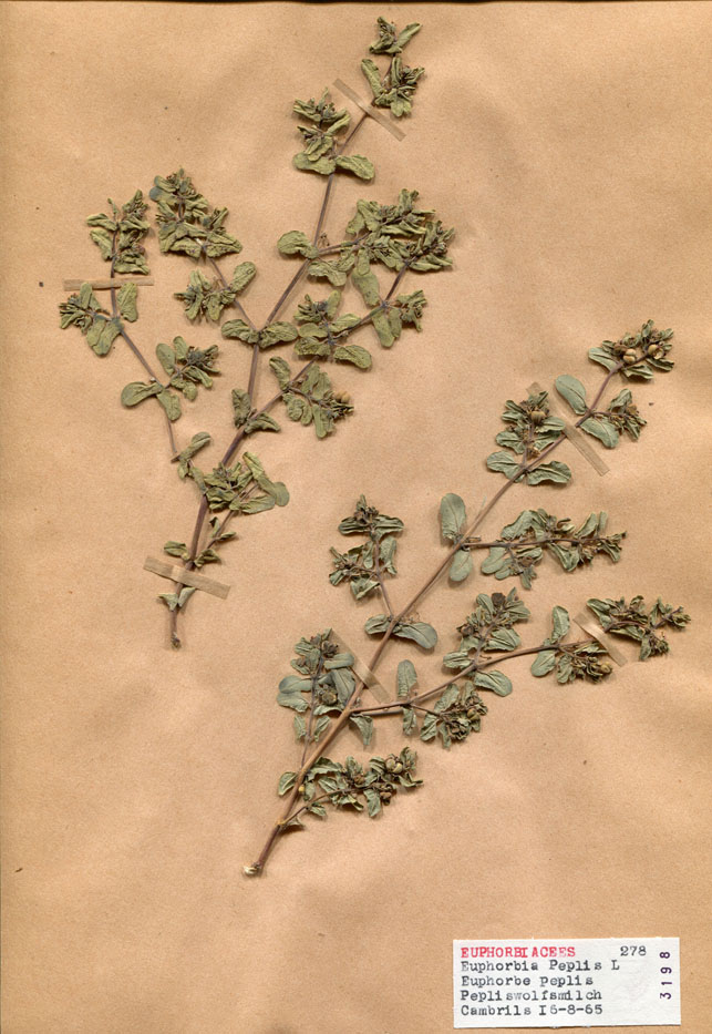 Euphorbia peplis/Planche DP1506 récoltée le 23970 près de Province de Tarragone (lieu-dit : Cambrils)