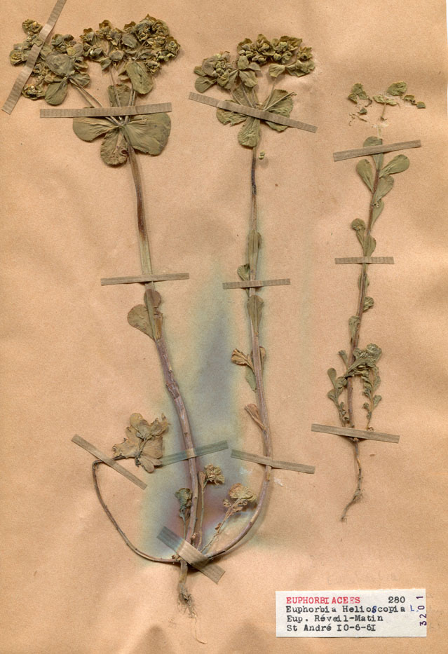 Euphorbia helioscopia/Planche DP1507 récoltée le 22442 près de Saint-André-les-Vergers