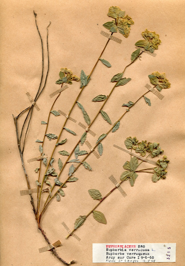 Euphorbia verrucosa/Planche DP1516 récoltée le 22086 près de Arcy-sur-Cure