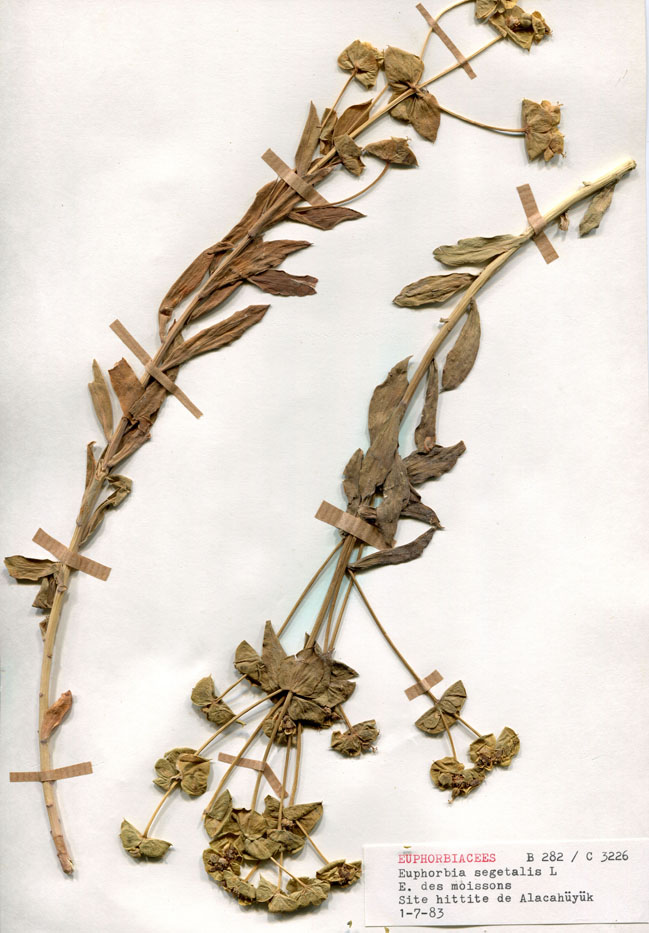 Euphorbia segetalis/Planche DP1523 récoltée le 30498 près de Site hittite de Alacahöyük