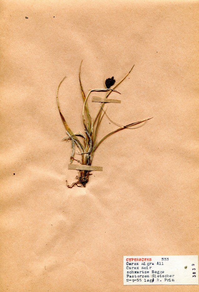 Carex nigra/Planche DP1567 récoltée le 20334 près de Glacier Pasterze