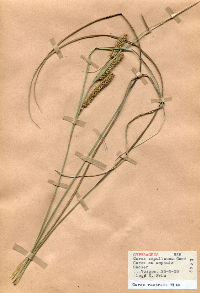 Carex ampullacea/Planche DP1574 récoltée le 21361 près de Vosges