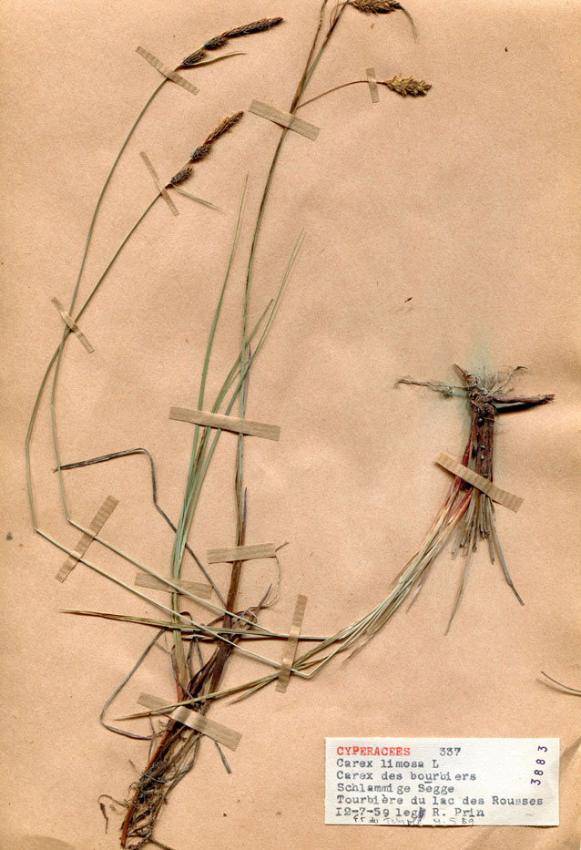 Carex limosa/Planche DP1582 récoltée le 21743 près de Les Rousses (lieu-dit : Tourbière du Lac)