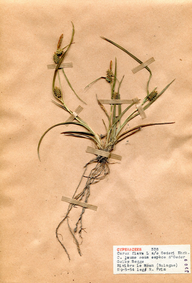 Carex flava subsp. oederi/Planche DP1597 récoltée le 19873 près de Salbris (lieu-dit : Rivière Le Méan)