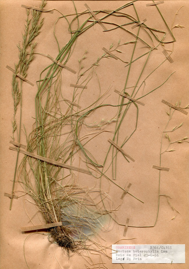 Festuca heterophylla/Planche DP1622 récoltée le 24283 près de Arrelles (lieu-dit : Forêt domaniale de Fiel)