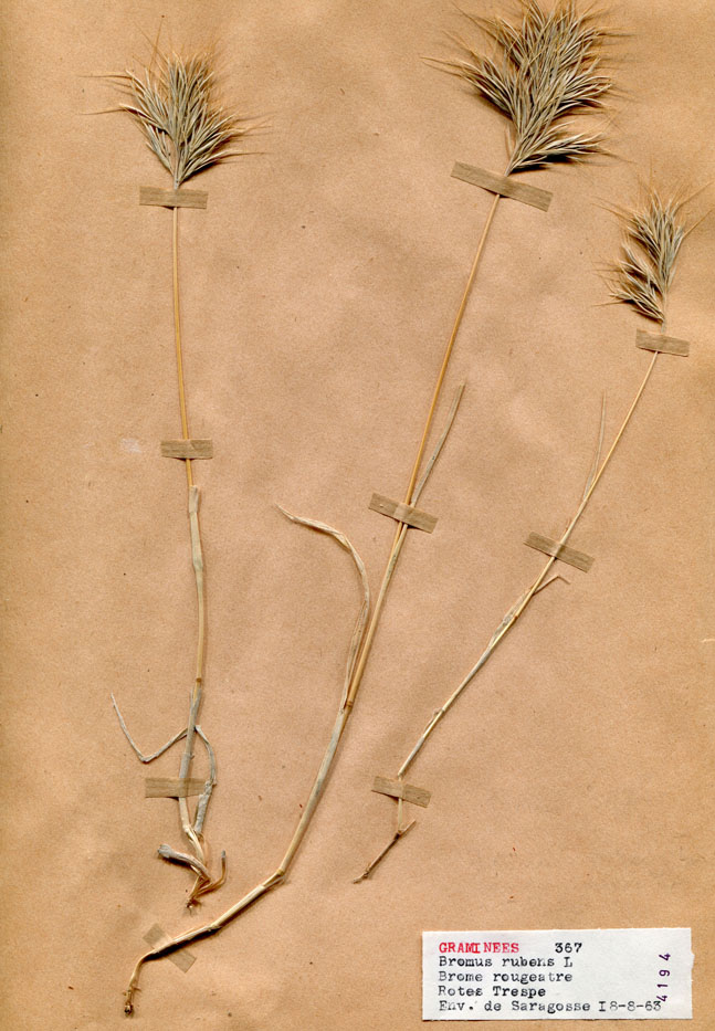 Bromus rubens/Planche DP1630 récoltée le 23241 près de Environs de Saragosse