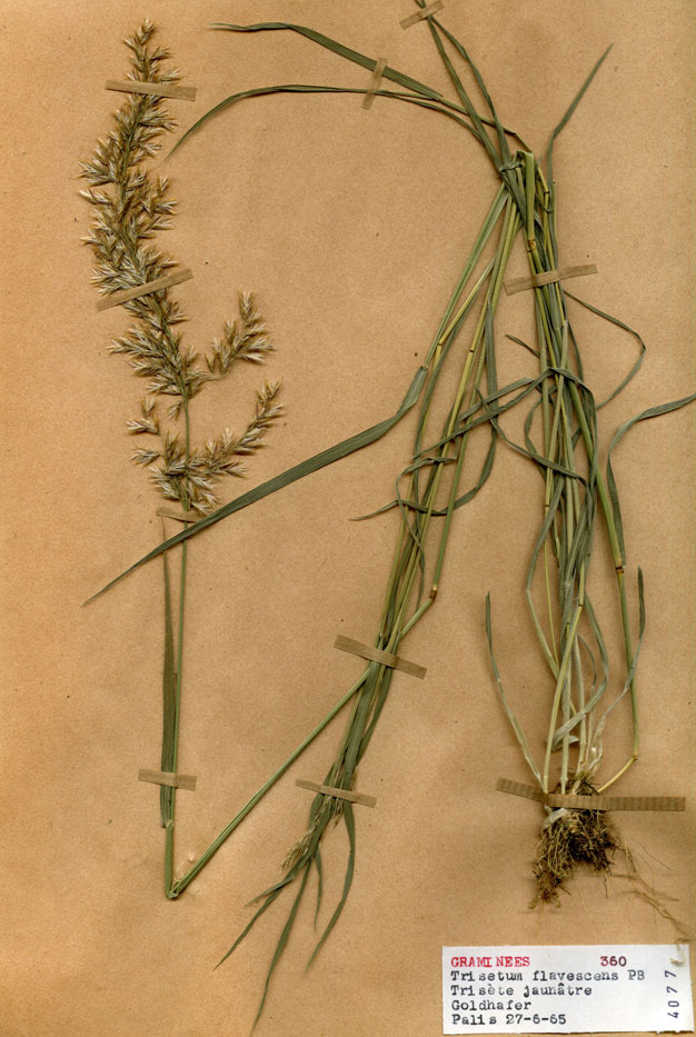 Trisetum flavescens/Planche DP1727 récoltée le 23920 près de Palis