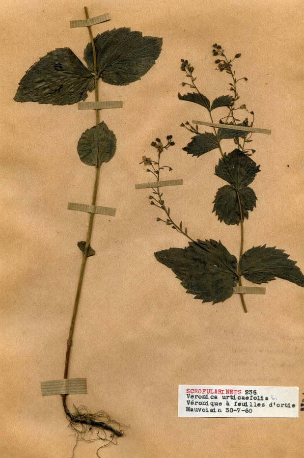 Veronica urticaefolia/Planche DP1760 récoltée le 22127 près de Lac de Mauvoisin