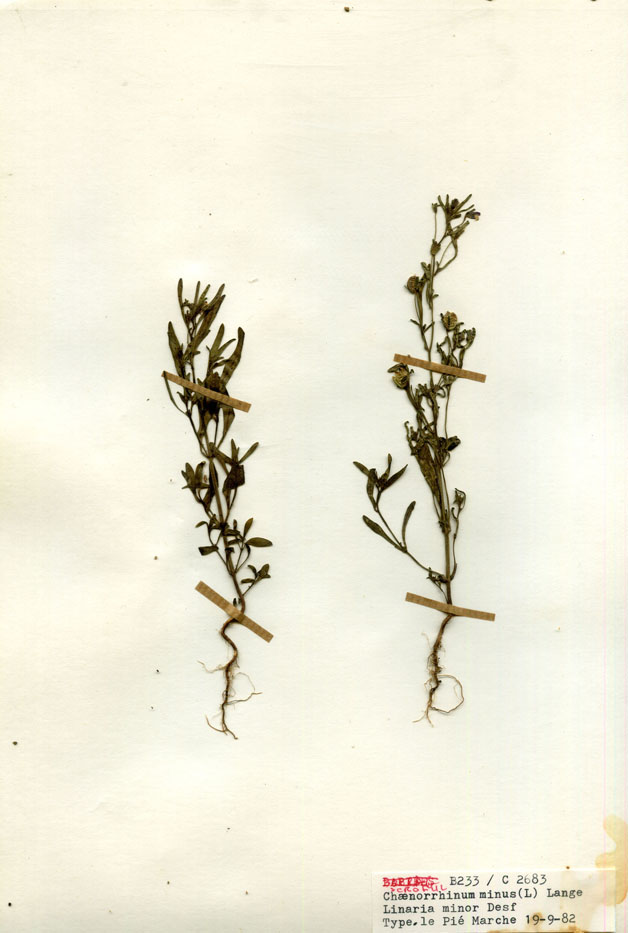Chaenorrhinum minus/Planche DP1772 récoltée le 30213 près de Pié Marche