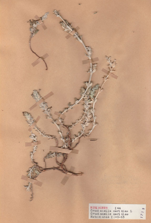 Crucianella maritima/Planche DP1824 récoltée le 23236 près de Matosinhos