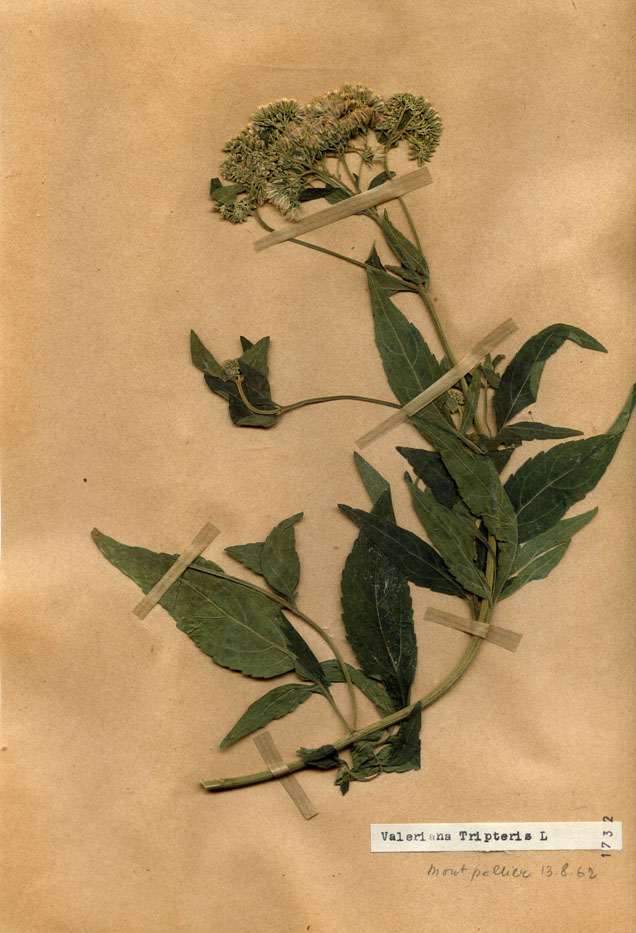 Valeriana tripteris/Planche DP1830 récoltée le 22871 près de Montpellier