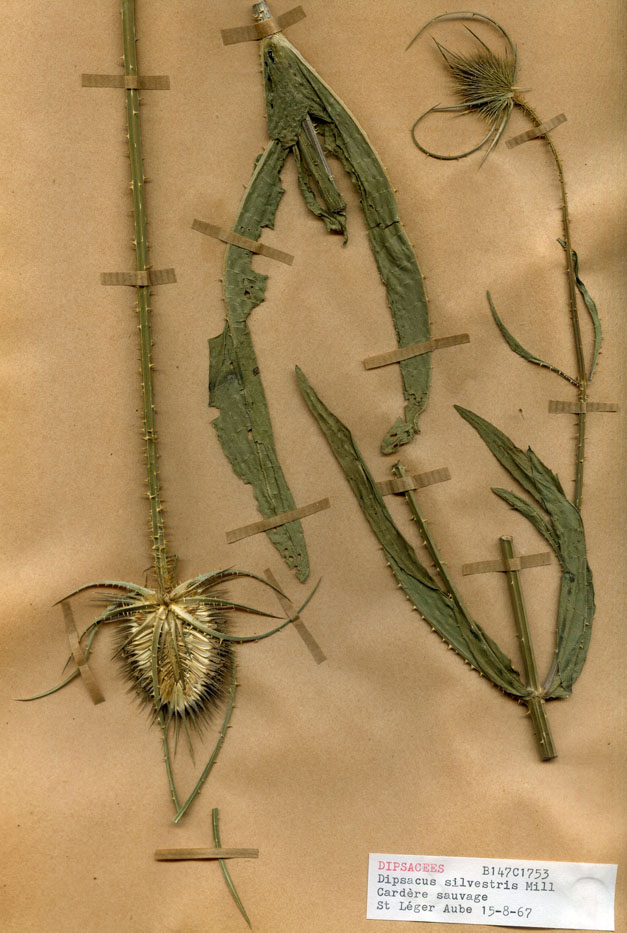 Dipsacus silvestris/Planche DP1833 récoltée le 24699 près de Saint-Léger-prés-Troyes