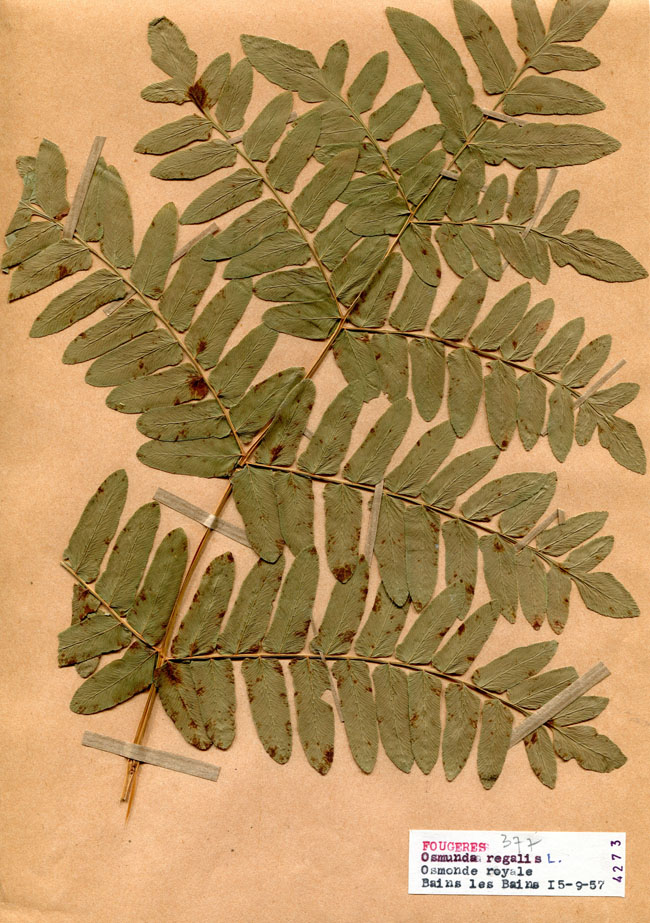 Osmunda regalis/Planche DP1840 récoltée le 21078 près de Bains-les-Bains
