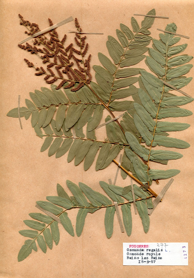 Osmunda regalis/Planche DP1842 récoltée le 21078 près de Bains-les-Bains