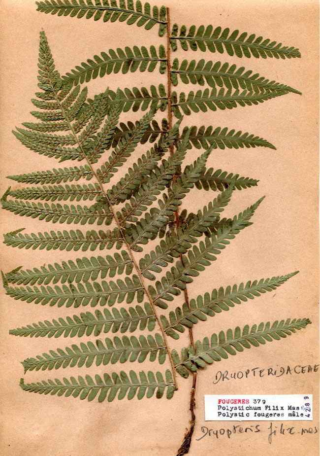 Polysticum filix-mas/Planche DP1852 récoltée le  près de Planches non localisées