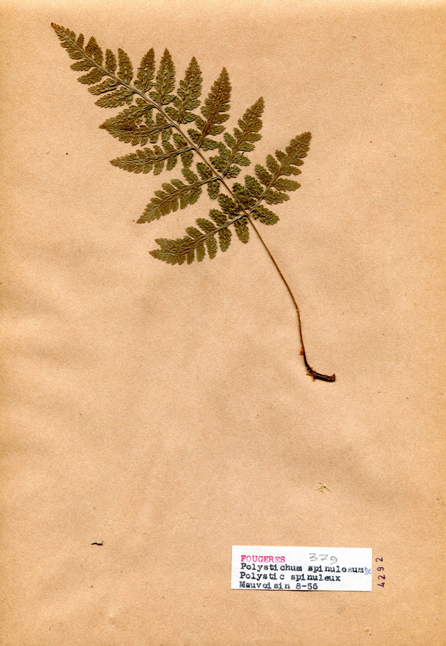 Polystichum spinulosum/Planche DP1854 récoltée le 20698 près de Lac de Mauvoisin