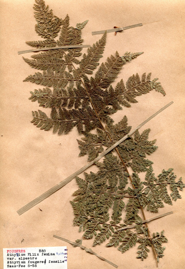 Athyrium filix-femina var. alpestre/Planche DP1858 récoltée le 21397 près de Saas-Fee