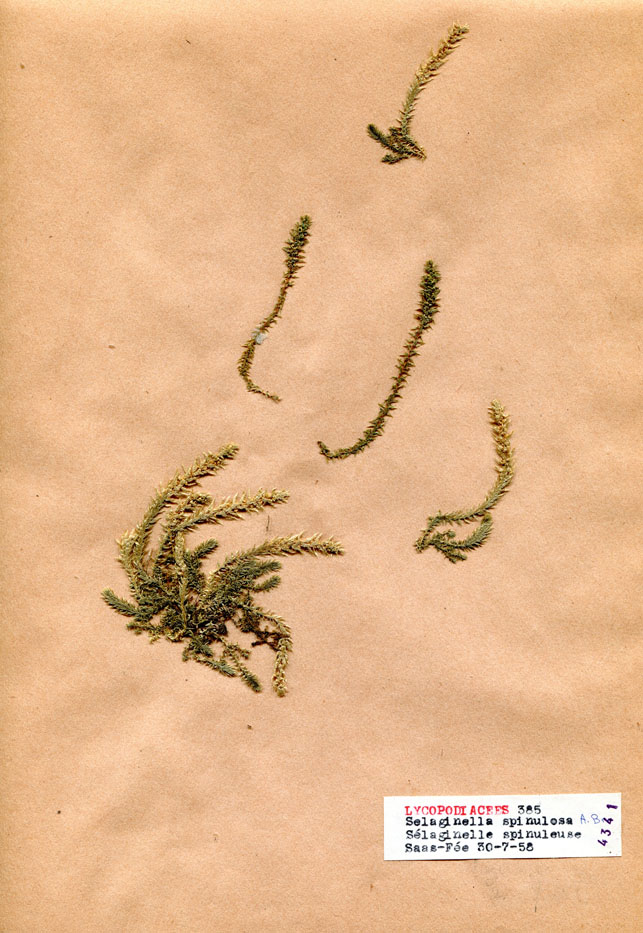Selaginella spinulosa/Planche DP1878 récoltée le 21396 près de Saas-Fee