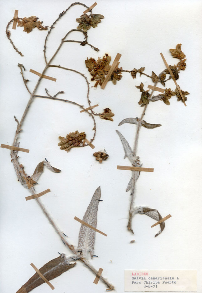 Salvia canariensis/Planche DP1942 récoltée le 26153 près de Tenerife (lieu-dit : Puerto de la Cruz)