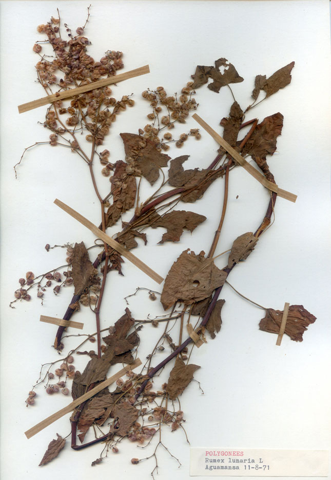 Rumex lunaria/Planche DP1944 récoltée le 26156 près de Tenerife (lieu-dit : Aguamansa)