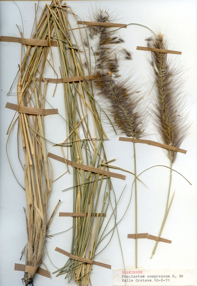 Pennisetum compressum/Planche DP1947 récoltée le 26155 près de Tenerife (lieu-dit : Barranco de Los Arcos – Orotava)