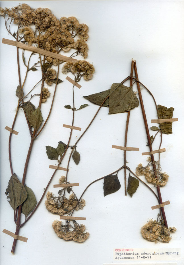 Eupatorium adenophorum/Planche DP1949 récoltée le 26156 près de Tenerife (lieu-dit : Aguamansa)