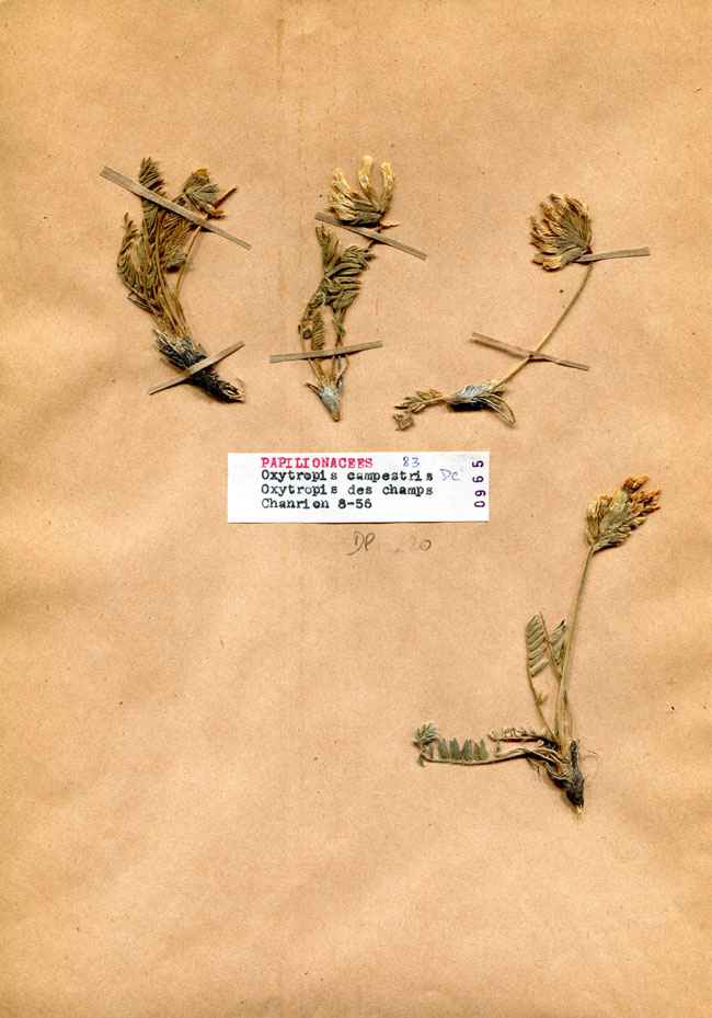 Oxytropis campestris/Planche DP1982 récoltée le 20682 près de Poule-les-Écharmeaux (lieu-dit : Chanrion)